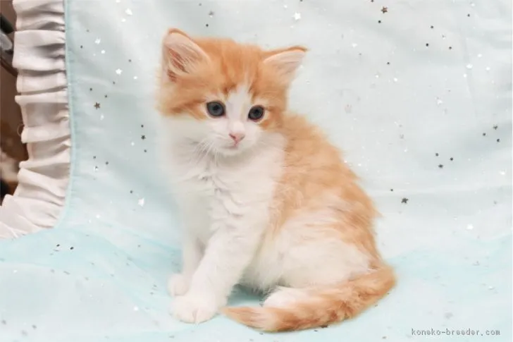 ID：1901-00353の子猫