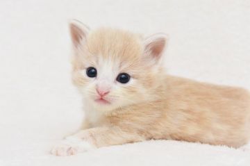 ノルウェージャンフォレストキャット【愛知県・男の子・2018年3月16日・クリームマッカレルタビー&ホワイト】の写真「綺麗なハチワレのイケメン君です♪」