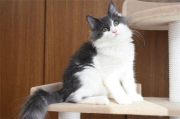 ノルウェージャンフォレストキャット【愛知県・女の子・2018年6月1日・ブルー&ホワイト】の写真「とても綺麗なお顔立ちの女の子です♪」