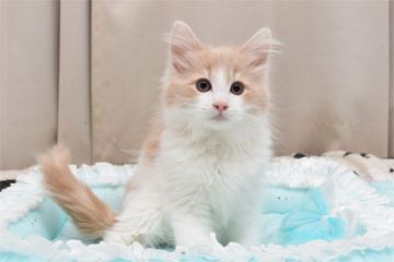 ノルウェージャンフォレストキャット【愛知県・男の子・2017年2月16日・クリームクラシックタビー&ホワイト】の写真「可愛いお顔をした男の子です♪」