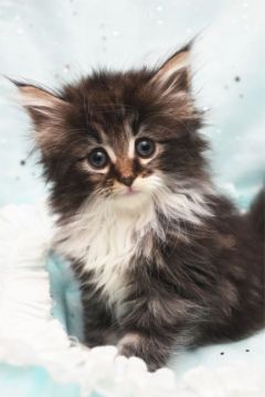 ノルウェージャンフォレストキャット【愛知県・女の子・2018年5月31日・ブラウンクラシックタビー&ホワイト】の写真「お目目が大きいとっても可愛い女の子です！」