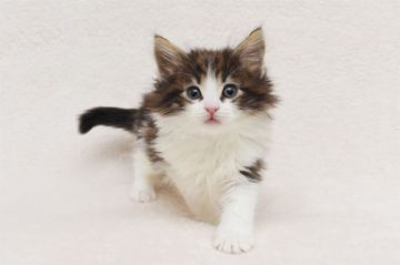 ノルウェージャンフォレストキャット【愛知県・男の子・2018年2月18日・ブラウンクラシックタビー&ホワイト】の写真「綺麗な顔立ちの男の子です♪」