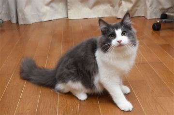 ノルウェージャンフォレストキャット【愛知県・男の子・2017年9月22日・ブルー&ホワイト】の写真「ふわふわモコモコ、甘えん坊な男の子です♪」