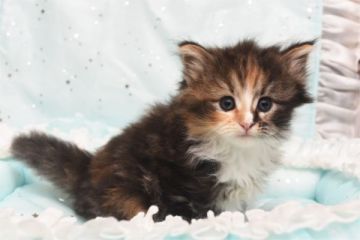 ノルウェージャンフォレストキャット【愛知県・女の子・2018年5月31日・ブラウンパッチドタビー&ホワイト】の写真「お目目が大きいとっても可愛い女の子です！」