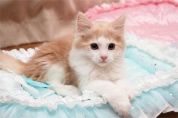 ノルウェージャンフォレストキャット【愛知県・男の子・2016年12月13日・クリームクラシックタビー&ホワイト】の写真「大きなお目目のハンサムな男の子です♪」