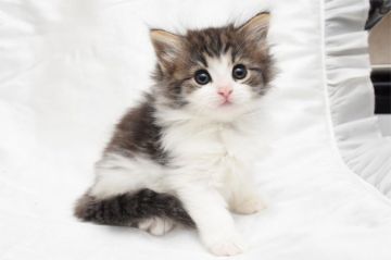 ノルウェージャンフォレストキャット【愛知県・女の子・2018年10月1日・ブラウンクラシックタビー&ホワイト】の写真「お目目の大きなとても可愛い女の子です♪※年末価格」