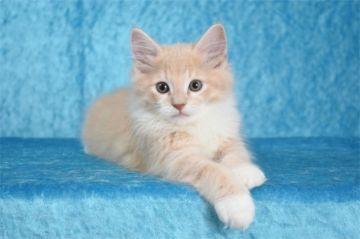 ノルウェージャンフォレストキャット【愛知県・男の子・2018年3月16日・クリームマッカレルタビー&ホワイト】の写真「がっしりした体格の男の子です♪」