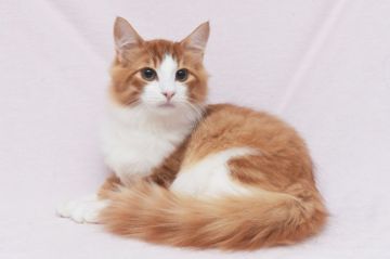 ノルウェージャンフォレストキャット【愛知県・男の子・2018年4月17日・レッドマッカレルタビー&ホワイト】の写真「綺麗なカラーのとってもハンサムな男の子です♪」