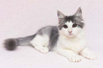 ノルウェージャンフォレストキャット【愛知県・男の子・2018年4月28日・ブルーマッカレルタビー&ホワイト】の写真「人が大好きなと～っても甘えん坊な男の子です♪」