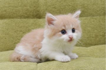 ノルウェージャンフォレストキャット【愛知県・男の子・2018年7月27日・クリームタビー&ホワイト】の写真「お目目が大きい可愛い系の男の子です♪」