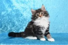 ノルウェージャンフォレストキャット【愛知県・女の子・2017年7月11日・ブラウンクラシックタビー&ホワイト】の写真1「両親似のふわふわちゃんで、将来毛吹きがよくなりそうです♪」