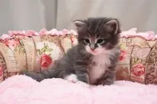 ノルウェージャンフォレストキャット【愛知県・男の子・2016年2月10日・ブルーシルバーマッカレルタビー&ホワイト】の写真1