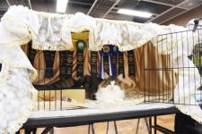 ノルウェージャンフォレストキャット【・女の子・2018年5月19日・ブラウンマッカレルタビー&ホワイト】「一回のショーで同じチャンピオン200頭に勝利しグランドチャンピオンになりました。」