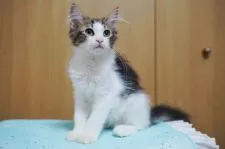 ノルウェージャンフォレストキャット【愛知県・男の子・2021年7月1日・ブラウンクラシックタビー&ホワイト】の写真2