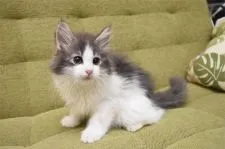 ノルウェージャンフォレストキャット【愛知県・男の子・2020年1月27日・ブルークラシックタビー&ホワイト】の写真3