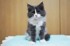 ノルウェージャンフォレストキャット【愛知県・女の子・2021年7月19日・ブルー&ホワイト】の写真3