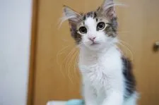 ノルウェージャンフォレストキャット【愛知県・男の子・2021年7月1日・ブラウンクラシックタビー&ホワイト】の写真3