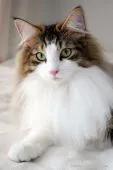 ノルウェージャンフォレストキャット【愛知県・男の子・2017年7月27日・】の写真4「人気の母猫です♪」