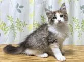 ノルウェージャンフォレストキャット【愛知県・女の子・2022年5月30日・ブラウン(シルバー)マッカレルタビー&ホワイト】の写真4