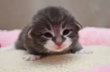 ノルウェージャンフォレストキャット【愛知県・男の子・2016年2月10日・ブルーシルバーマッカレルタビー&ホワイト】の写真4