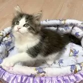 ノルウェージャンフォレストキャット