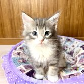 ノルウェージャンフォレストキャット