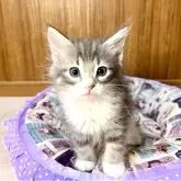 ノルウェージャンフォレストキャット