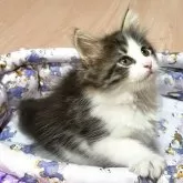 ノルウェージャンフォレストキャット【愛知県・女の子・2025年10月5日・ブラウンクラシックタビー&ホワイト】の写真2