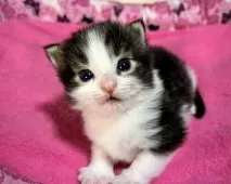 ノルウェージャンフォレストキャット【愛知県・男の子・2026年2月7日・ブラウンクラシックタビー&ホワイト】の写真2