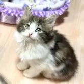 ノルウェージャンフォレストキャット【愛知県・女の子・2025年9月25日・ブラウンクラシックタビー&ホワイト】の写真2