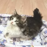 ノルウェージャンフォレストキャット【愛知県・女の子・2025年9月25日・ブラウンクラシックタビー&ホワイト】の写真3