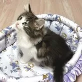 ノルウェージャンフォレストキャット【愛知県・女の子・2025年9月25日・ブラウンクラシックタビー&ホワイト】の写真5