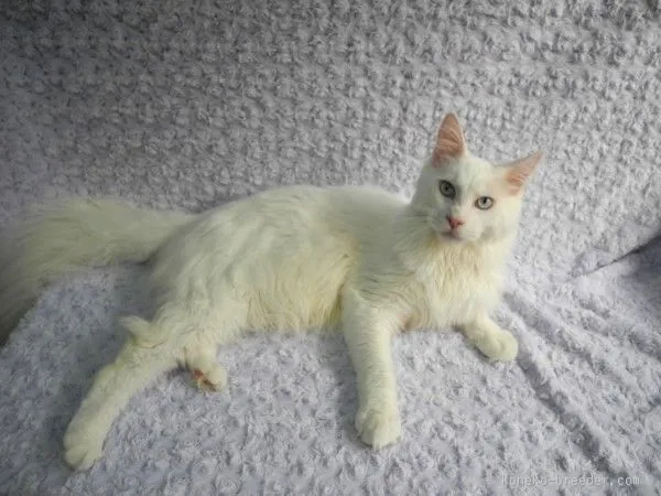 ID:1603-00118の子猫