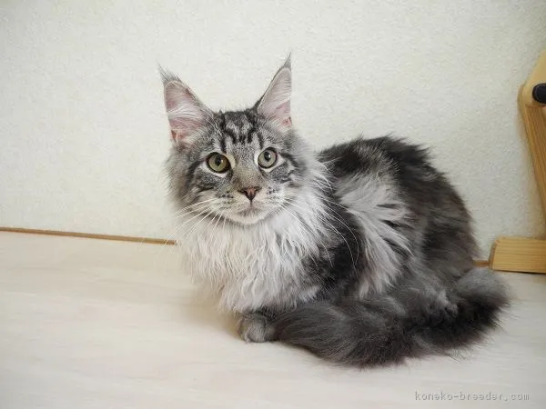 ID：1804-00593の子猫