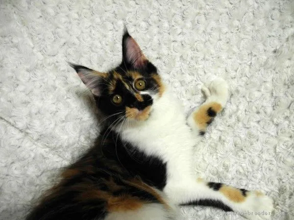 ID：1610-00145の子猫