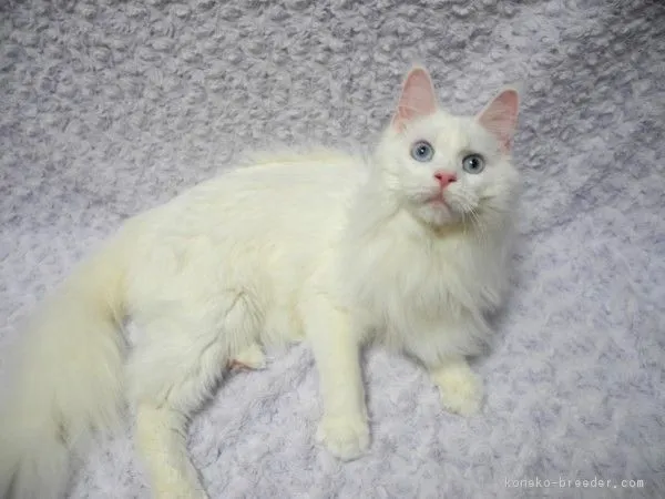 ID:1604-00700の子猫
