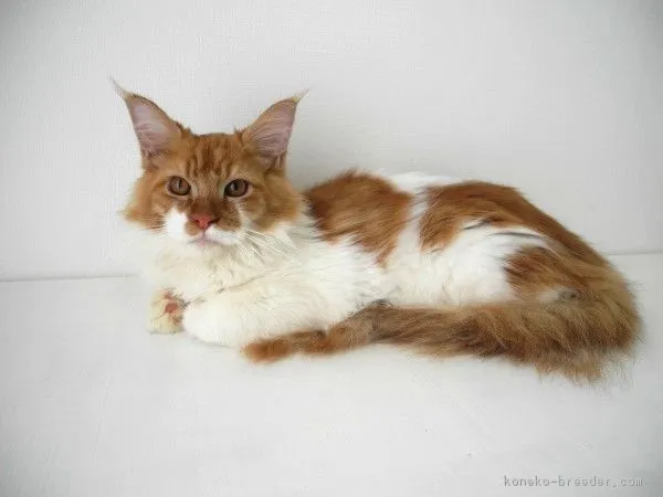 ID：1712-00390の子猫