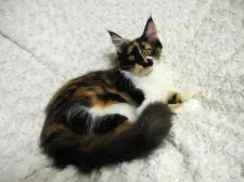 メインクーン【大阪府・女の子・2016年6月11日・キャリコ(ブラック・レッド・ホワイトの3色)】の写真2