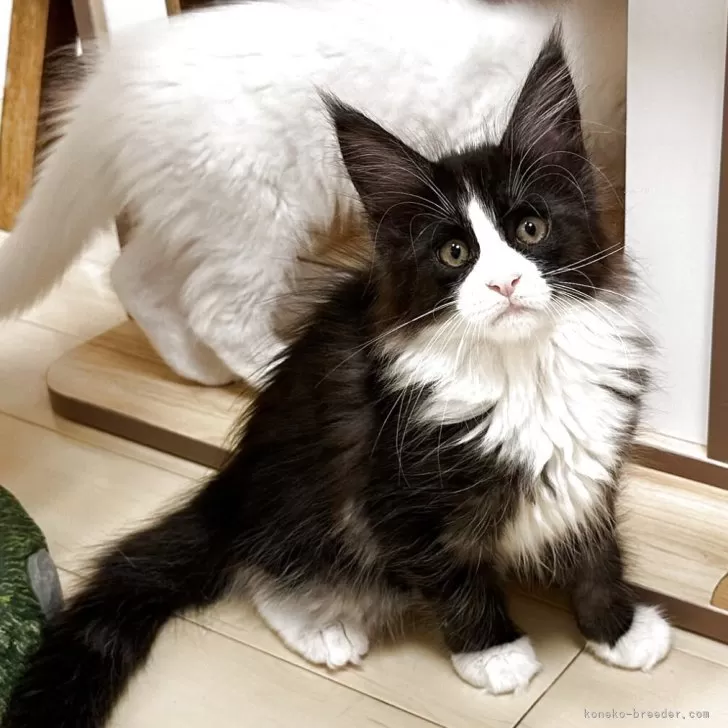 ID：2508-02326の子猫