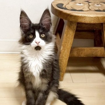 メインクーン【大阪府・男の子・2025年8月26日・ブラックスモーク&ホワイト】の写真「シュッとしたイケメンくんです。」