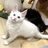 メインクーン