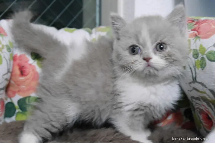 ID:1711-00514の子猫