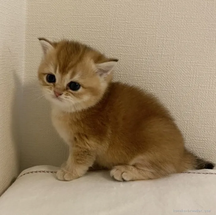 ID：2306-03076の子猫