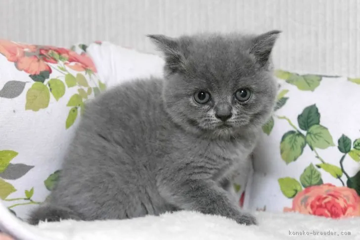 ID：1808-00539の子猫