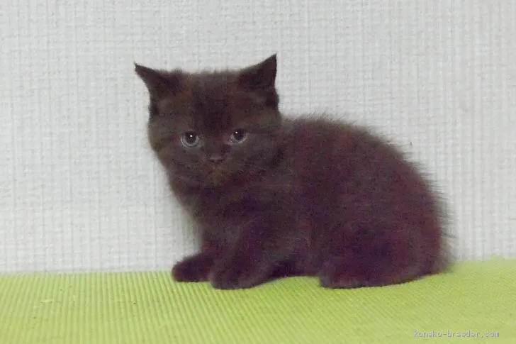 ID：2012-00600の子猫