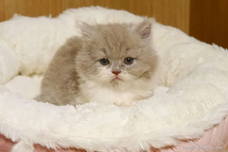 ID:2206-00084の子猫