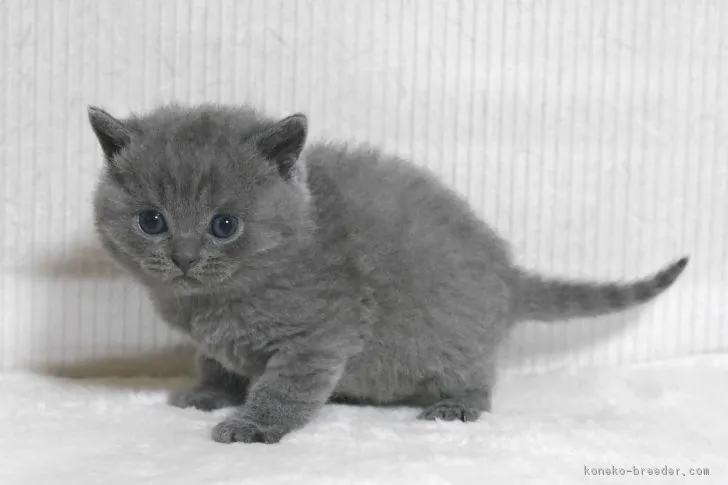 ID:1702-00384の子猫