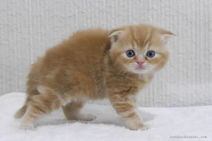 ID：1703-00091の子猫