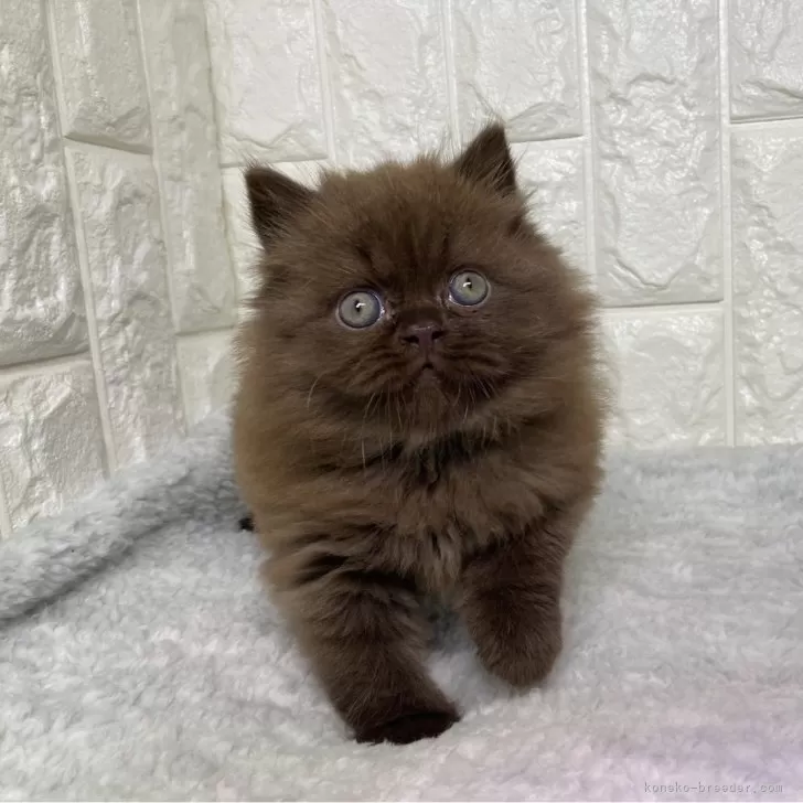 ID:2409-00204の子猫