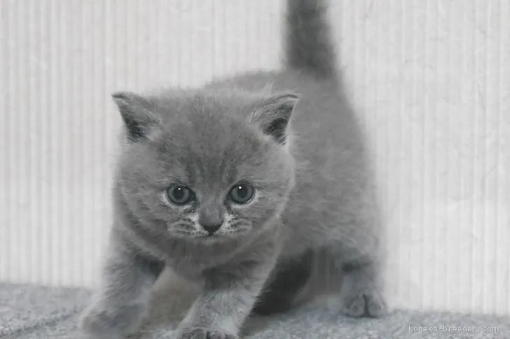 ID：1704-01374の子猫